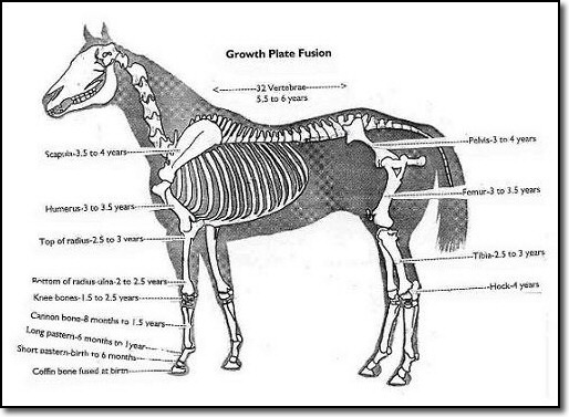 Development of growth plates in a horse